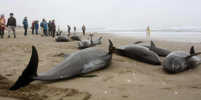 Ιαπωνία: Η ραδιενέργεια στη Φουκουσίμα σκοτώνει τα έμβρυα των φαλαινών