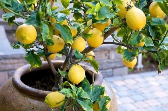 Πως να καλλιεργήσετε εύκολα λεμόνια στο σπίτι