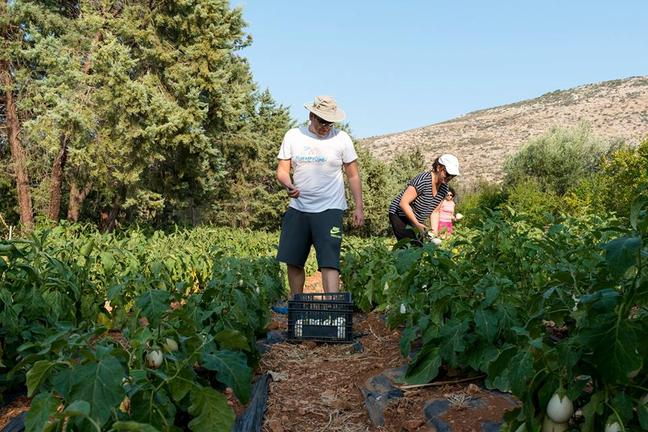 "Χωράφι του Μπορούμε": Την Τετάρτη φυτεύουμε στην Αρτέμιδα