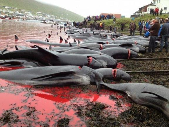Επί 30 χρόνια η Ιαπωνία σφάζει χιλιάδες φάλαινες: Τώρα μπορούμε να τη σταματήσουμε