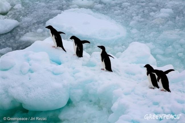 Greenpeace: Ο αγώνας για την προστασία της θάλασσας κέρδισε μια μάχη (ΦΩΤΟ)