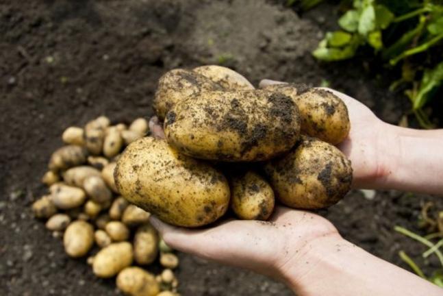 Πώς φυτεύουμε πατάτες σε σάκο (για ταρατσόκηπο ή μπαλκόνι) (ΒΙΝΤΕΟ)