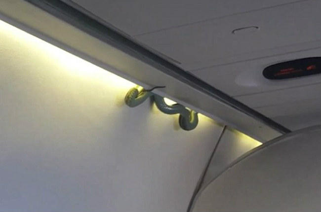 Φίδι πάνω από τα κεφάλια επιβατών αεροπλάνου [ΒΙΝΤΕΟ]