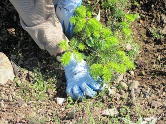Χιλιάδες δέντρα φυτεύει ξανά ο δήμος Παύλου Μελά