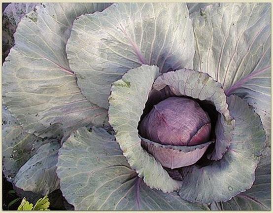 Φυτεύουμε χειμερινά λαχανικά - κόκκινο λάχανο σε γλάστρα [ΒΙΝΤΕΟ]