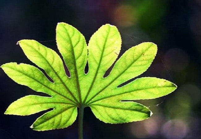 Επιστήμονες κάνουν «τούρμπο» τη φωτοσύνθεση φυτών