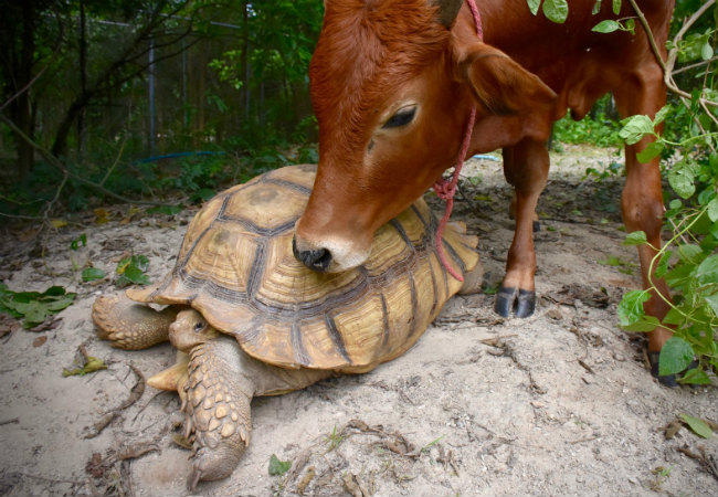 Η αχώριστη φιλία μιας γιγάντιας χελώνας και ενός μοσχαριού [ΦΩΤΟ]