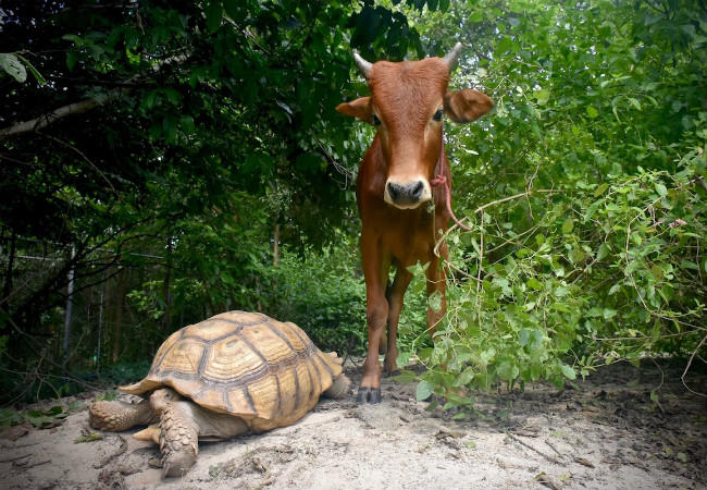 Η αχώριστη φιλία μιας γιγάντιας χελώνας και ενός μοσχαριού [ΦΩΤΟ]