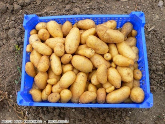 Πως καλλιεργούμε εύκολα πατάτες σε παλέτα [ΒΙΝΤΕΟ]