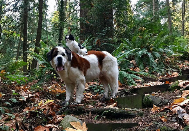 Μικροσκοπικό σκυλί «ταξιδεύει» στην πλάτη ενός άλλου [ΦΩΤΟ]