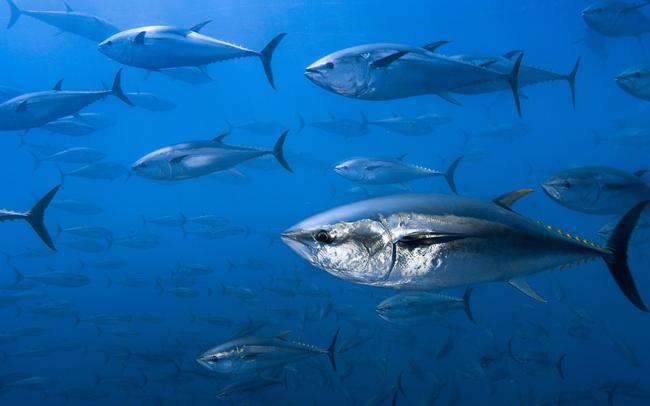Γιατί κινδυνεύουμε τρώγοντας ψάρια;