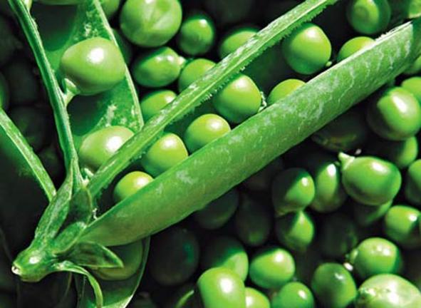 Χειμερινά λαχανικά: Πώς φυτεύουμε εύκολα αρακά στο μπαλκόνι [ΒΙΝΤΕΟ]