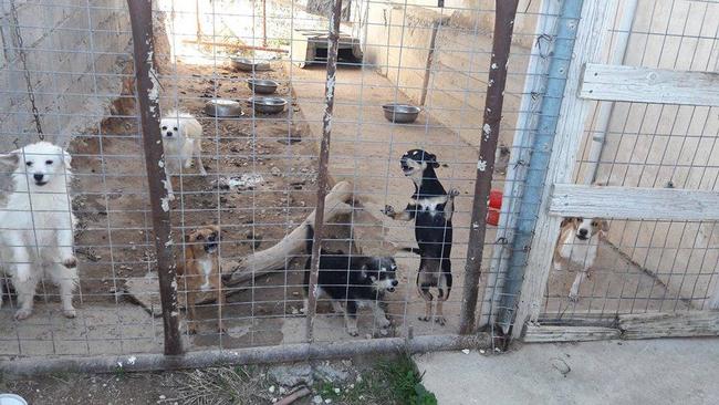 Βοήθεια για να σωθούν τα σκυλάκια του παράνομου εκτροφείου