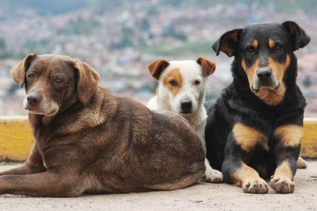 Ο Δήμος Αιγάλεω γκρέμισε τα σπίτια που έβρισκαν καταφύγιο αδέσποτα σκυλιά