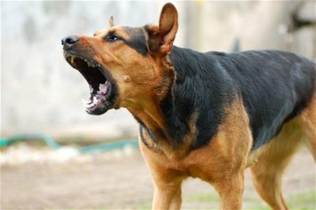 Για τα ρεπορτάζ με επιθέσεις «άγριων» σκύλων