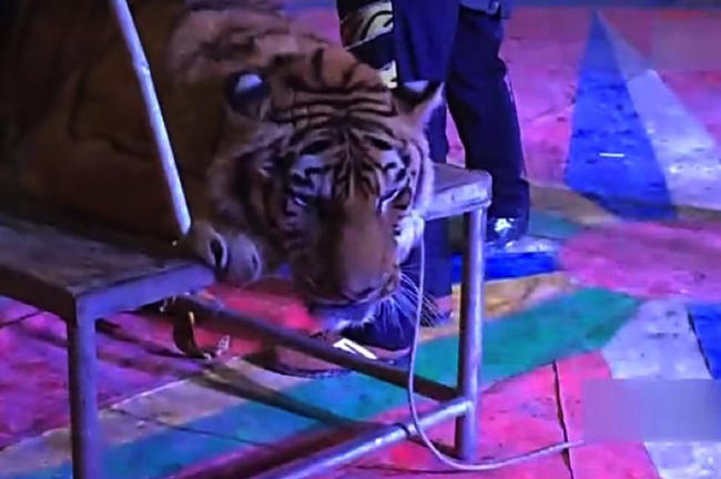 Τσίρκο έδεσε τίγρη Σιβηρίας σε τραπέζι με σχοινί για να την καβαλήσουν οι θεατές [ΒΙΝΤΕΟ]