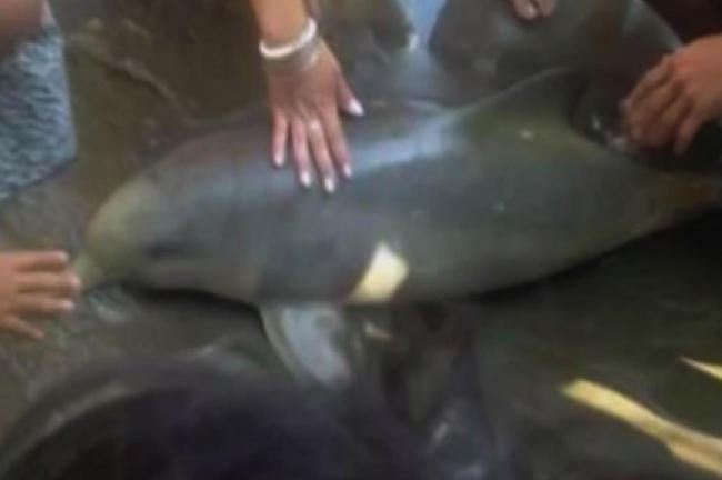 Η βλακεία είναι αήττητη: μωρό δελφίνι πέθανε για να βγάλουν φωτογραφία οι λουόμενοι [ΒΙΝΤΕΟ]