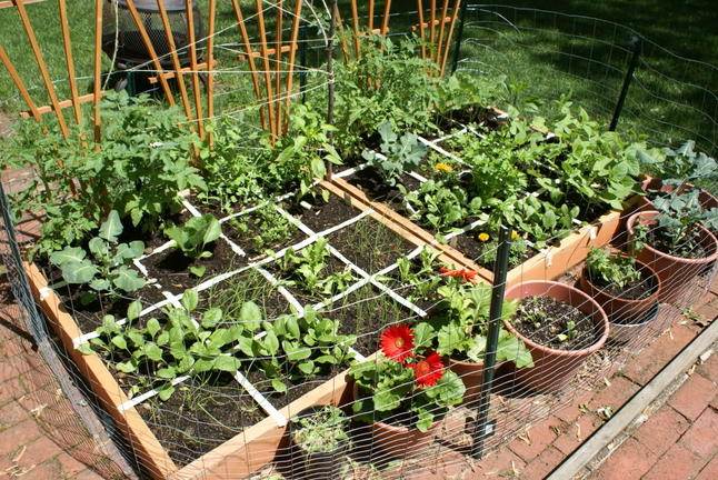Εισαγωγή στη μέθοδο square foot gardening για καλλιέργεια σε μικρό χώρο [ΒΙΝΤΕΟ]