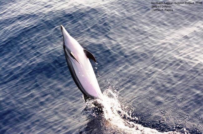 MOm: Μαθαίνουμε περισσότερα για τα δελφίνια μέσα από το Northern Aegean Dolphin Project [ΦΩΤΟ]