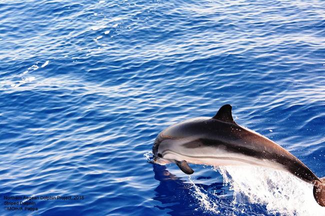 MOm: Μαθαίνουμε περισσότερα για τα δελφίνια μέσα από το Northern Aegean Dolphin Project [ΦΩΤΟ]