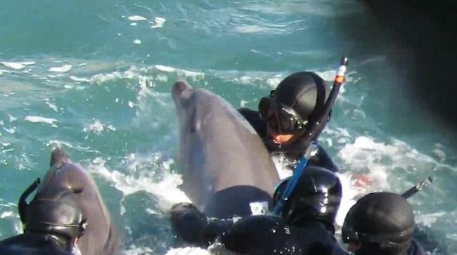Αιματηρό κυνήγι δελφινιών στο Taiji της Ιαπωνίας [ΒΙΝΤΕΟ]