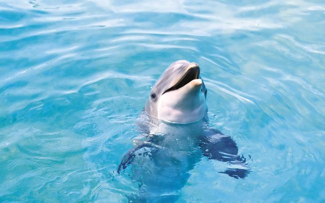 Σποτάκι Ευαισθητοποίησης για τα αιχμάλωτα δελφίνια - Ελευθέρωσε τον φίλο σου [ΒΙΝΤΕΟ]
