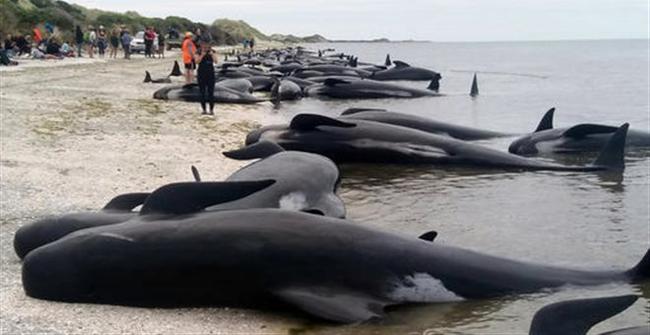 Νέα Ζηλανδία: 400 φάλαινες ξεβράστηκαν στην ακτή νεκρές