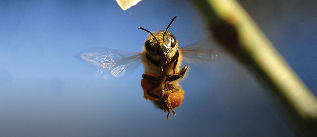 Υπογράφουμε ΕΔΩ για να σωθούν οι μέλισσες!