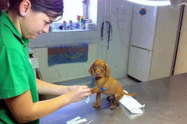 12 ξεκαρδιστικές φωτογραφίες ζώων που μόλις κατάλαβαν ότι βρίσκονται στον κτηνίατρο