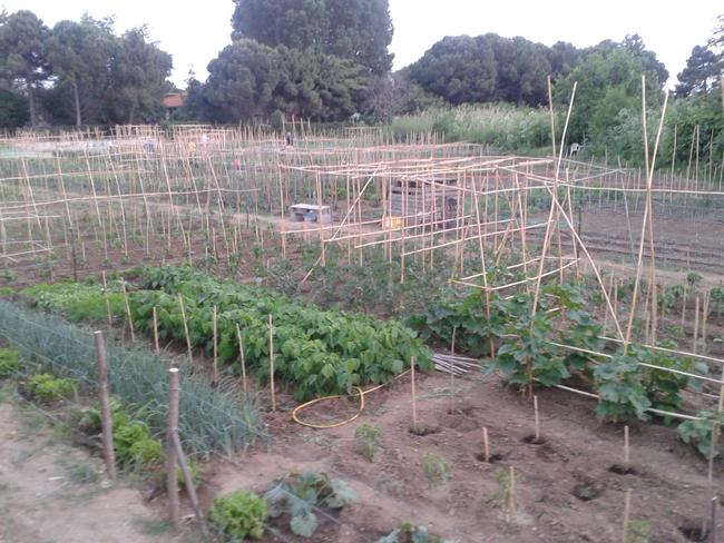 Το παράδειγμα της Κομοτηνής: Δίκτυο συνεργατικών λαχανόκηπων εξασφαλίζει τροφή σε 240 οικογένειες