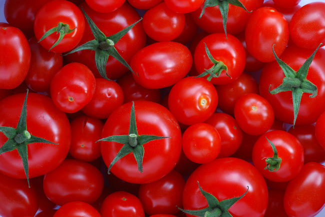 Εγχειρίδιο παραγωγής σπόρων: Όλα όσα πρέπει να γνωρίζετε για την ντομάτα