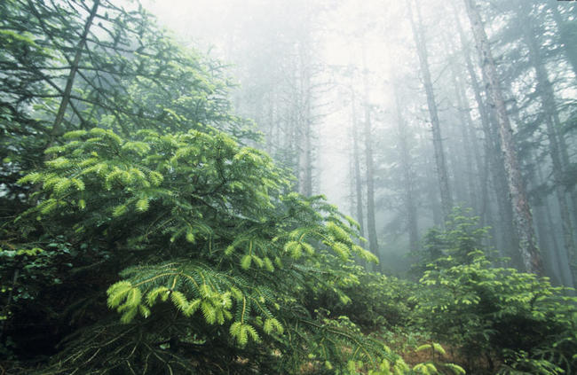 10 εντυπωσιακά στοιχεία που δεν γνωρίζουμε για τα δάση
