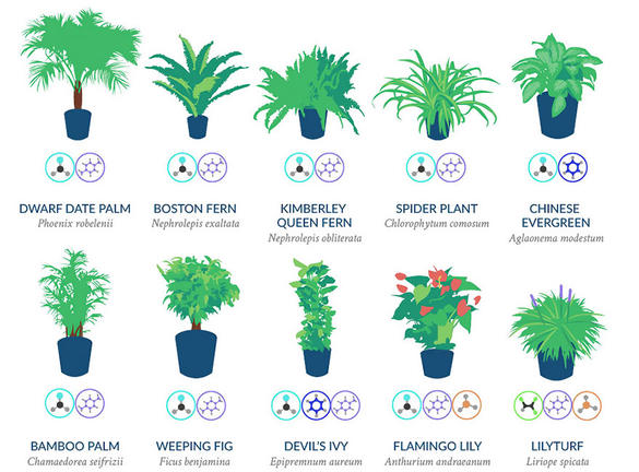 NASA: Αυτά τα φυτά καθαρίζουν καλύτερα τον αέρα του σπιτιού μας [ΛΙΣΤΑ]
