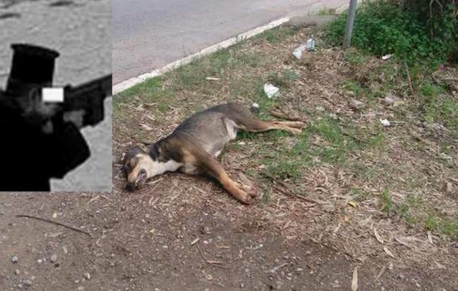 Πάτρα: Συνελήφθη παπάς που πυροβόλησε και σκότωσε δύο σκυλιά μπροστά στα μάτια παιδιών