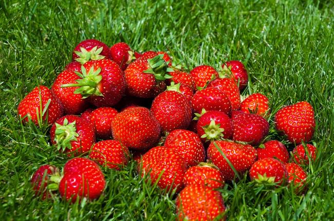 Πως να καλλιεργήσετε εύκολα φράουλες