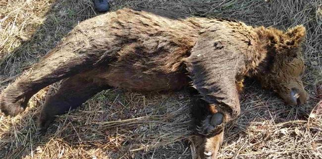 Νεκρή αρκούδα στη Φλώρινα, πιθανότατα από δηλητηριασμένο δόλωμα