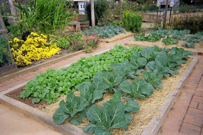 10 απλά βήματα για να φτιάξετε έναν κοινοτικό κήπο στη γειτονιά σας