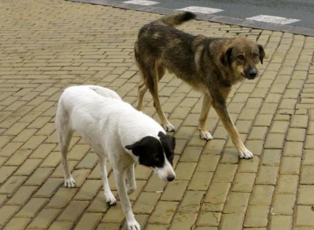 Οι παράνομες κρίσεις και ευθανασίες αδέσποτων σκύλων στο ΔΙ.ΚΕ.Π.Α.Ζ. συνεχίζονται