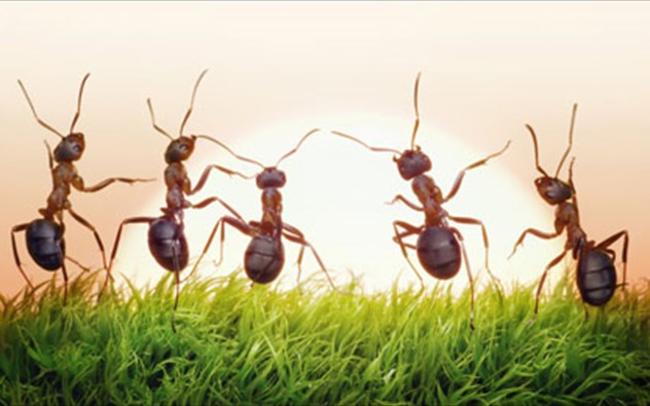 Πως θα φύγουν τα μυρμήγκια από την κουζίνα σας