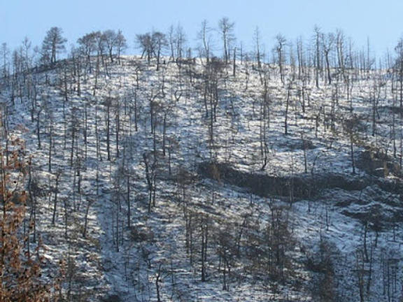 Η προστασία των ορεινών δασών είναι πολιτική απόφαση