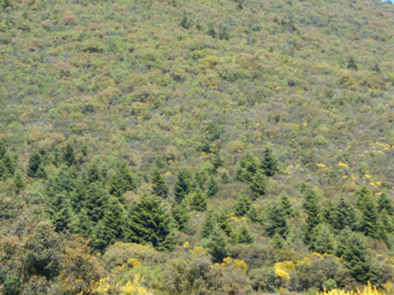 Η προστασία των ορεινών δασών είναι πολιτική απόφαση