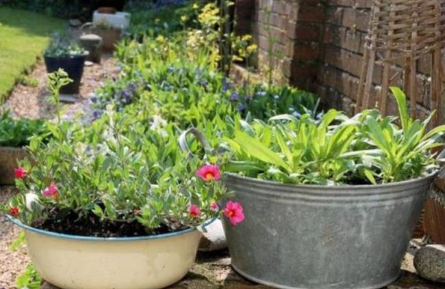 13 συμβουλές για να μην ξεραίνονται τα φυτά σας στη γλάστρα