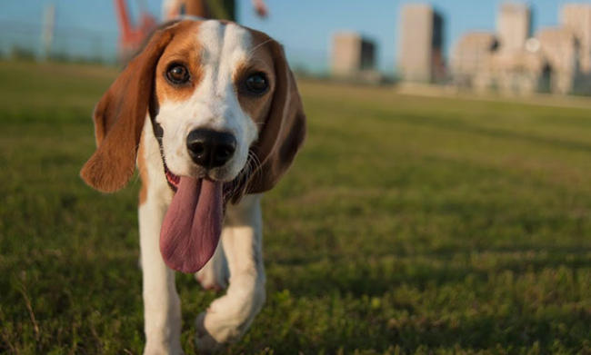 Forawalk: Μια εφαρμογή για κινητά που θα λατρέψουν οι ιδιοκτήτες σκύλων