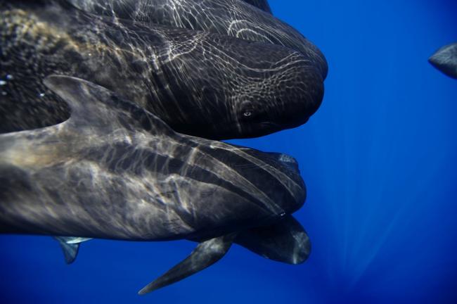 WWF: Υψηλά επίπεδα μόλυνσης σε θαλάσσια θηλαστικά από πλαστικά προϊόντα