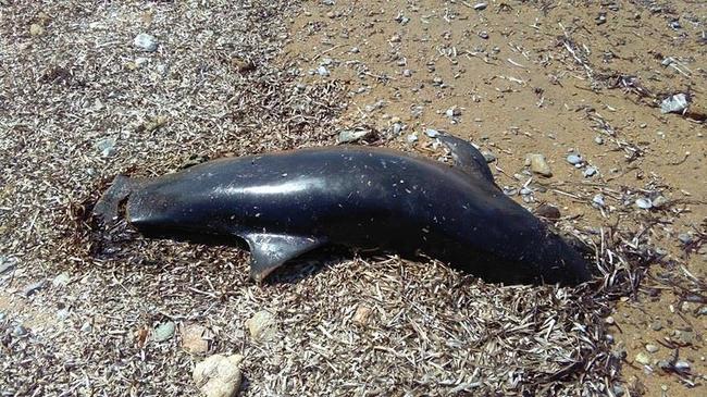 Αρχιπέλαγος: Αυξάνονται ανησυχητικά τα περιστατικά θανάτωσης θαλάσσιων ζώων