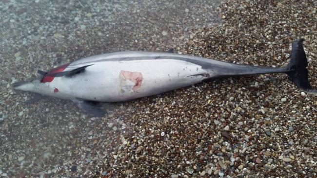 Αρχιπέλαγος: Αυξάνονται ανησυχητικά τα περιστατικά θανάτωσης θαλάσσιων ζώων