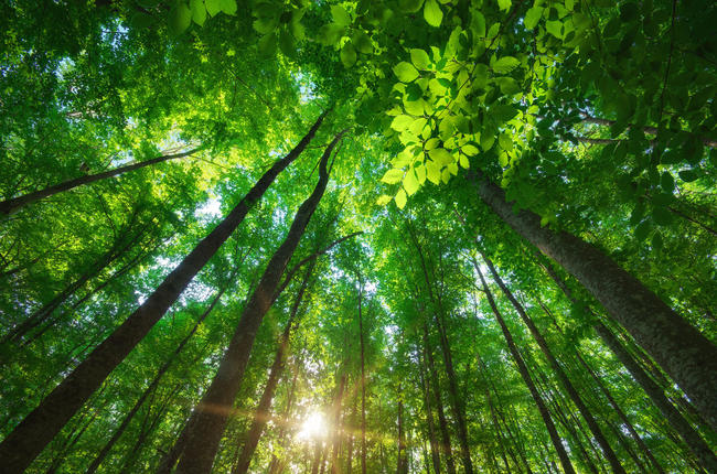 Να υπερασπίσουμε τα δάση ως κοινά αγαθά! Toυ Πάνου Τότσικα