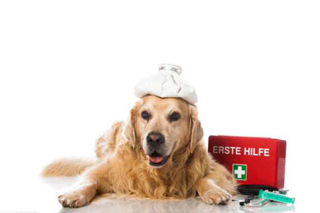 Πως μπορείτε να βοηθήσετε τον σκύλο σας στον καύσωνα - Ποια είναι τα συμπτώματα της θερμοπληξίας