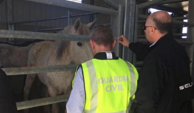 Europol: Δεκάδες συλλήψεις για εμπόριο κρέατος αλόγου