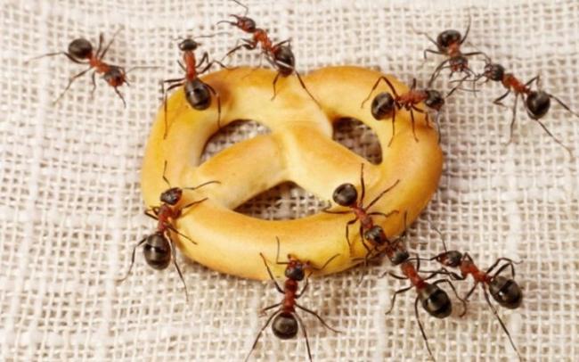 Πείτε με οικολογικό τρόπο ...αντίο στα μυρμήγκια